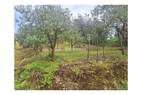 Helårsgrund i Tomar, Santarem, Tomar - € 75.000 | Ref: 01490-25 - foto 13