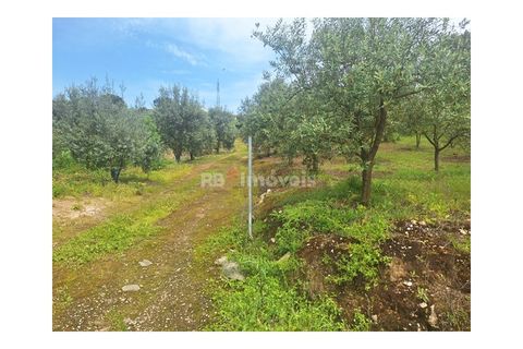 Helårsgrund i Tomar, Santarem, Tomar - € 75.000 | Ref: 01490-25 - foto 3