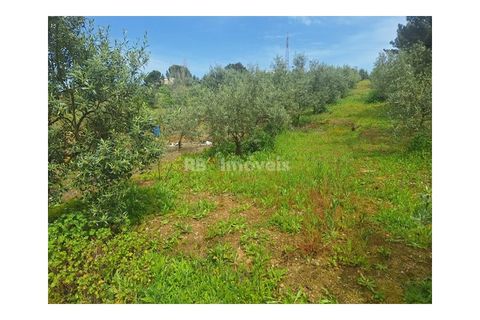 Helårsgrund i Tomar, Santarem, Tomar - € 75.000 | Ref: 01490-25 - foto 8