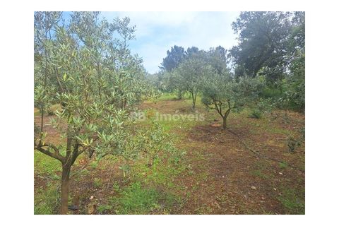 Helårsgrund i Tomar, Santarem, Tomar - € 75.000 | Ref: 01490-25 - foto 7