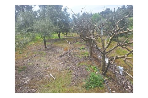Helårsgrund i Tomar, Santarem, Tomar - € 75.000 | Ref: 01490-25 - foto 14