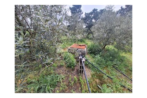 Helårsgrund i Tomar, Santarem, Tomar - € 75.000 | Ref: 01490-25 - foto 15