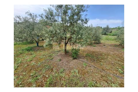 Helårsgrund i Tomar, Santarem, Tomar - € 75.000 | Ref: 01490-25 - foto 16