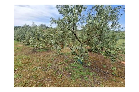 Helårsgrund i Tomar, Santarem, Tomar - € 75.000 | Ref: 01490-25 - foto 17