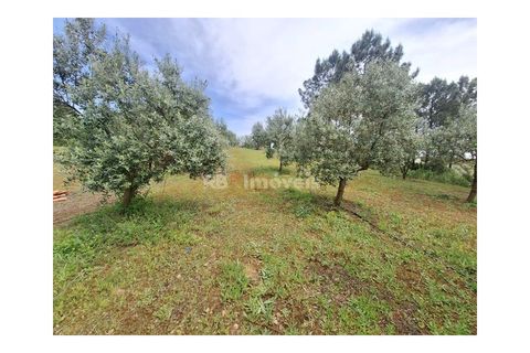 Helårsgrund i Tomar, Santarem, Tomar - € 75.000 | Ref: 01490-25 - foto 6