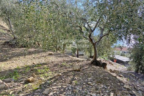 Helårsgrund i Cipressa, Imperia, Cipressa - € 240.000 | Ref: 6W03 - foto 3