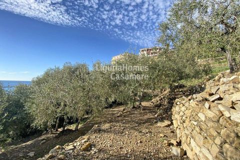 Helårsgrund i Cipressa, Imperia, Cipressa - € 240.000 | Ref: 6W03 - foto 7