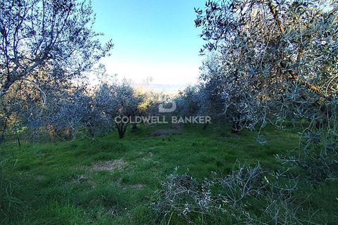 Tomt i Gradoli, Viterbo, Gradoli - € 25 000 | Ref: CBI105-1176-404 - foto 2