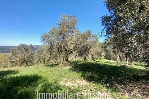 Farm hus i Baschi, Terni, Baschi - € 280.000 | Ref: CS522 - foto 6