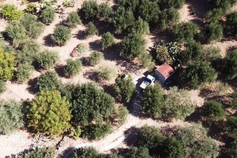 Terra a Altofonte, Palermo, Altofonte - € 15.000 | Ref: 3724 - foto 3