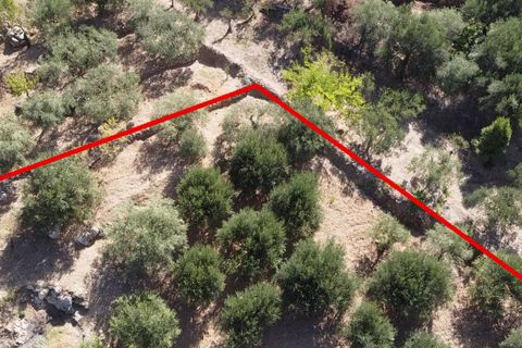 Terra a Altofonte, Palermo, Altofonte - € 15.000 | Ref: 3724 - foto 4