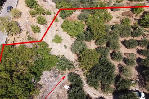 Terra a Altofonte, Palermo, Altofonte - € 15.000 | Ref: 3724 - foto 7