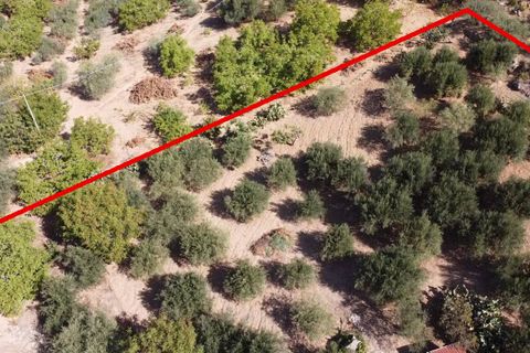 Terra a Altofonte, Palermo, Altofonte - € 15.000 | Ref: 3724 - foto 8