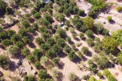 Terra a Altofonte, Palermo, Altofonte - € 15.000 | Ref: 3724 - foto 11