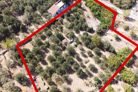 Terra a Altofonte, Palermo, Altofonte - € 15.000 | Ref: 3724 - foto 12