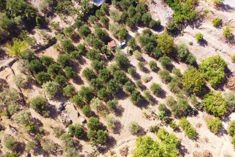 Terra a Altofonte, Palermo, Altofonte - € 15.000 | Ref: 3724 - foto 13