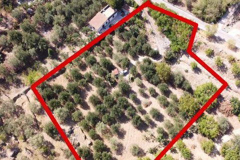 Terra a Altofonte, Palermo, Altofonte - € 15.000 | Ref: 3724 - foto 14