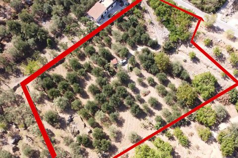Terra a Altofonte, Palermo, Altofonte - € 15.000 | Ref: 3724 - foto 19