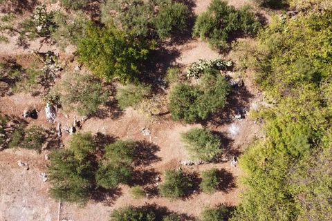 Terra a Altofonte, Palermo, Altofonte - € 15.000 | Ref: 3724 - foto 21