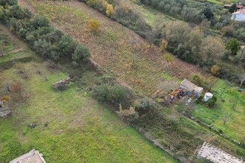 Terra a Altofonte, Palermo, Altofonte - € 10.000 | Ref: 3750 - foto 10