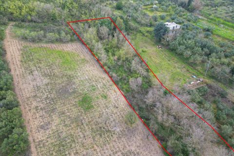 Terra a Altofonte, Palermo, Altofonte - € 10.000 | Ref: 3750 - foto 30