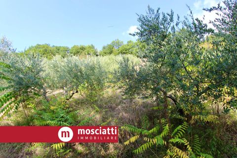 Helårsgrund i Matelica, Macerata, Matelica - € 18.000 | Ref: 8016 - foto 5