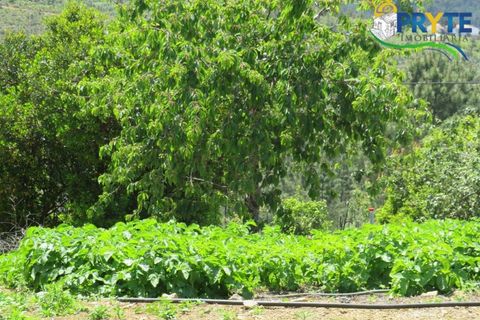 Farm i Serta, Castelo Branco, Serta - € 55.000 | Ref: AA236 - foto 35