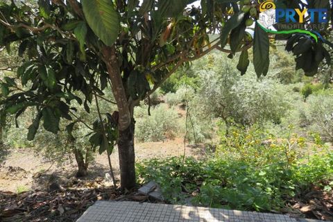 Farm i Serta, Castelo Branco, Serta - € 55.000 | Ref: AA236 - foto 37