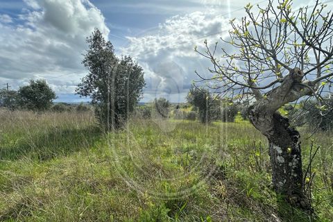 Helårsgrund i Tomar, Santarem, Tomar - € 200.000 | Ref: CCD_600 - foto 13