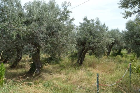 Helårsgrund i Vasto, Chieti, Vasto - € 65.000 | Ref: 267 - foto 2