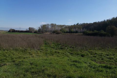 Terra a Bientina, Pisa, Bientina - € 19.000 | Ref: PI202221 - foto 2