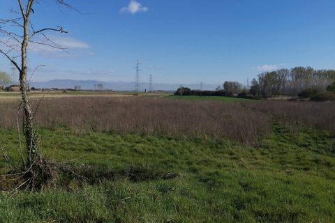 Terra a Bientina, Pisa, Bientina - € 19.000 | Ref: PI202221 - foto 3