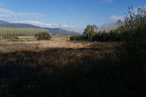 Terra a Bientina, Pisa, Bientina - € 19.000 | Ref: PI202221 - foto 9