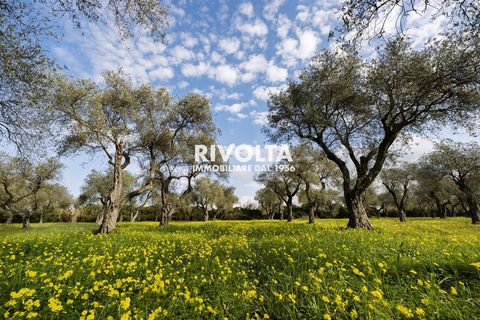 Tomt i Alghero, Sassari, Alghero - € 220 000 | Ref: ZV Fangal - foto 3