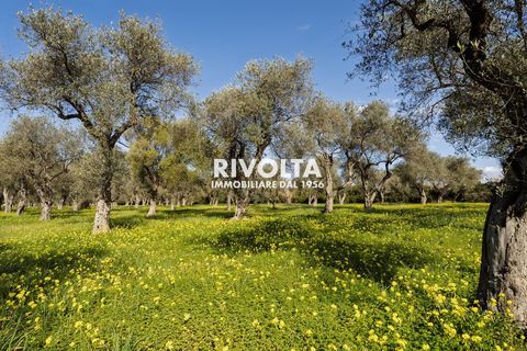 Tomt i Alghero, Sassari, Alghero - € 220 000 | Ref: ZV Fangal - foto 5
