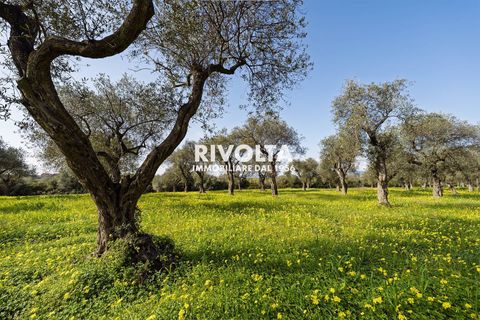 Tomt i Alghero, Sassari, Alghero - € 220 000 | Ref: ZV Fangal - foto 7