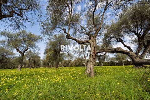Tomt i Alghero, Sassari, Alghero - € 220 000 | Ref: ZV Fangal - foto 8