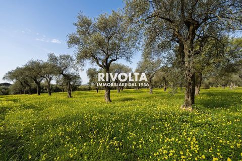 Tomt i Alghero, Sassari, Alghero - € 220 000 | Ref: ZV Fangal - foto 9