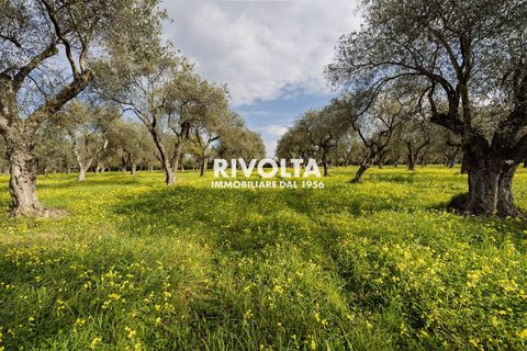 Tomt i Alghero, Sassari, Alghero - € 220 000 | Ref: ZV Fangal - foto 10