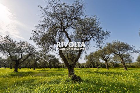 Tomt i Alghero, Sassari, Alghero - € 220 000 | Ref: ZV Fangal - foto 11