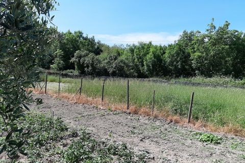 Helårsgrund i Nelas, Viseu, Nelas - € 60.000 | Ref: C0203-01961 - foto 3