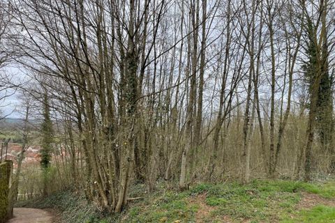 Terra a Jussey, Haute-Saone, Jussey - € 22.000 | Ref: 2013602 - foto 4