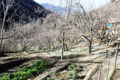 Tomt i Quadrelle, Avellino, Quadrelle - € 68 000 | Ref: 8732 - foto 6
