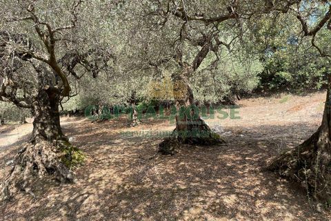 Helårsgrund i Avella, Avellino, Avella - € 110.000 | Ref: 459224 - foto 17