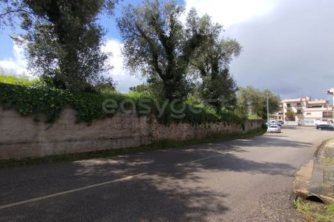 Tomt i Monte Real, Leiria, Monte Real - € 320 000 | Ref: RR97148 - foto 2