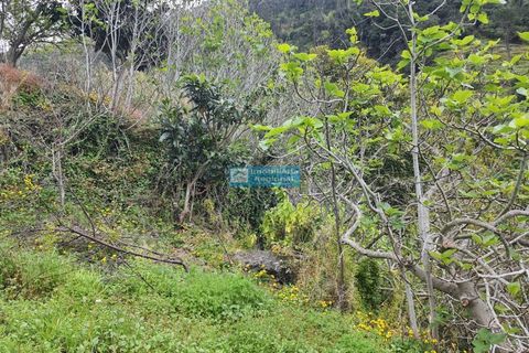 Villa i Ribeira Brava, Madeira, Ribeira Brava - € 130.000 | Ref: 1711 - foto 19
