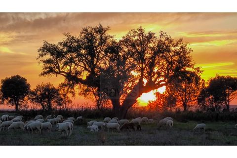 Landejendom i Mora, Evora, Mora - € 2.187.000 | Ref: SAVLBN15635 - foto 46