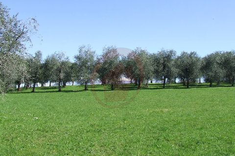 Terra a Vigonza, Padua, Vigonza - € 230.000 | Ref: T19 - foto 2