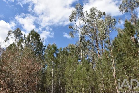 Terra a Ourem, Santarem, Ourem - € 7.500 | Ref: 140767 - foto 5
