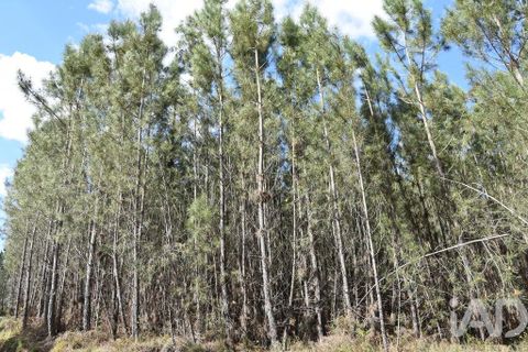 Terra a Ourem, Santarem, Ourem - € 7.500 | Ref: 140767 - foto 6